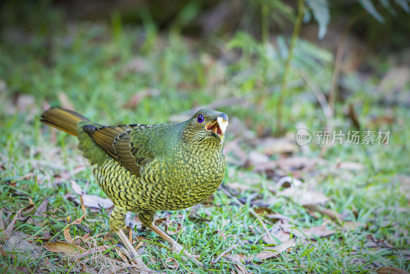 缎纹园丁鸟(Ptilonorhynchus violaceus)